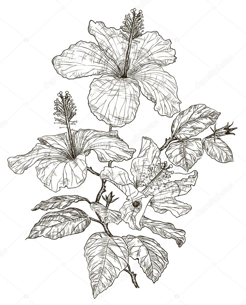 Sketch of Hibiscus flowers Stock Illustration by ©Portumen #55455555