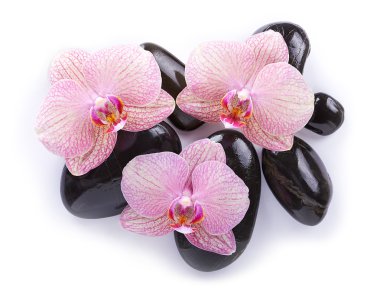 Spa taşlar orkide beyaz zemin üzerine