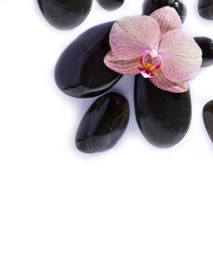 Spa taşlar orkide beyaz zemin üzerine