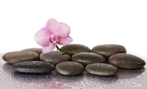 Piedras de spa y flor de orquídea y piedras negras —  Fotos de Stock