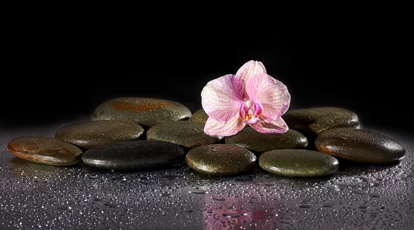 Spa stenen en orchideebloem met reflectie — Stockfoto