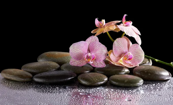 Σπα πέτρες και orchid λουλούδια με αντανάκλαση — Φωτογραφία Αρχείου