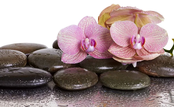 Orchid blommor och svarta stenar — Stockfoto