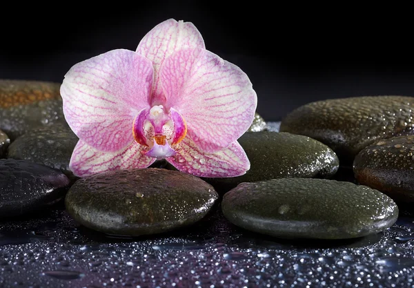 Pedras de basalto zen e orquídea no preto — Fotografia de Stock