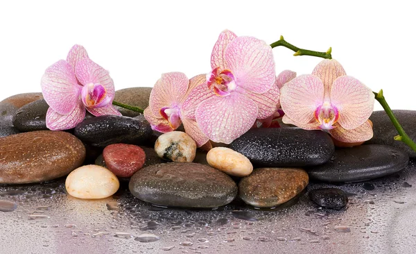 Orchids and wet black stones with reflection — Stock Photo, Image