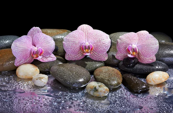 Seixos e orquídeas cor-de-rosa no fundo molhado — Fotografia de Stock