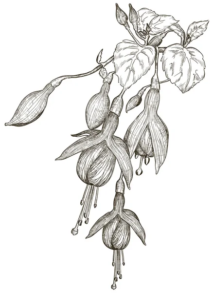 Boceto de flores fucsia — Archivo Imágenes Vectoriales