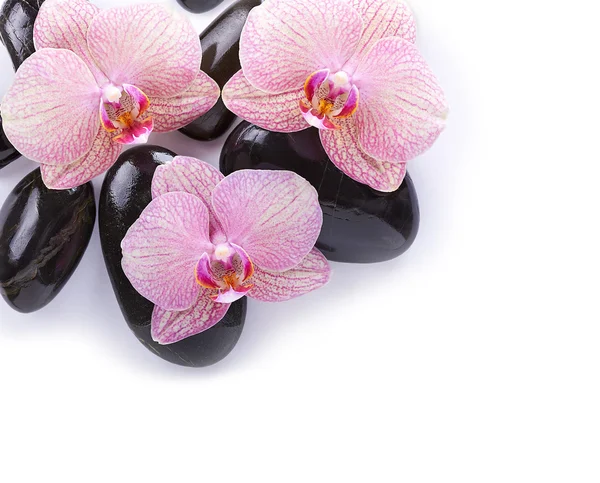 Piedras de spa sobre fondo blanco con orquídeas — Foto de Stock
