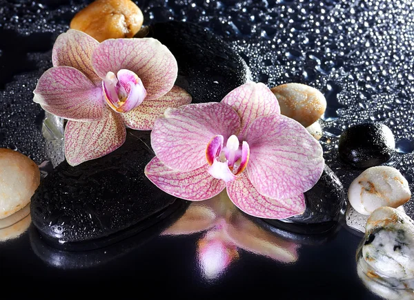 Flores e pedras de orquídea com reflexão — Fotografia de Stock