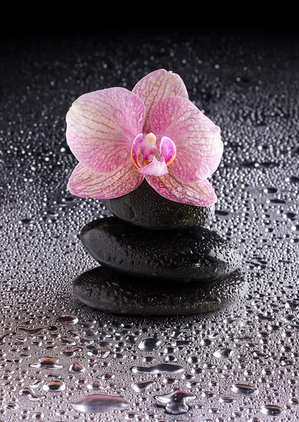 Pirámide de piedras zen negras y orquídea rosa — Foto de Stock