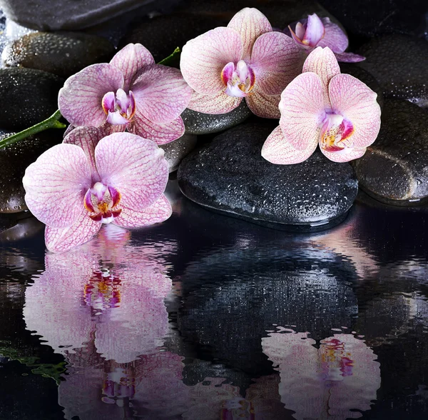 Guijarros de spa húmedo y orquídeas rosadas — Foto de Stock