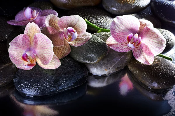 Guijarros de spa húmedo y orquídeas rosadas — Foto de Stock