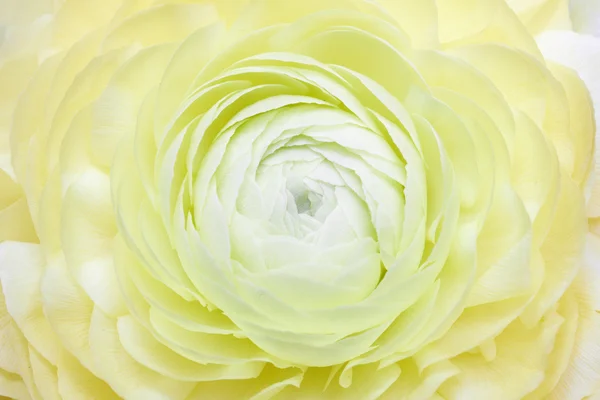 Camélia variegada em plena floração — Fotografia de Stock