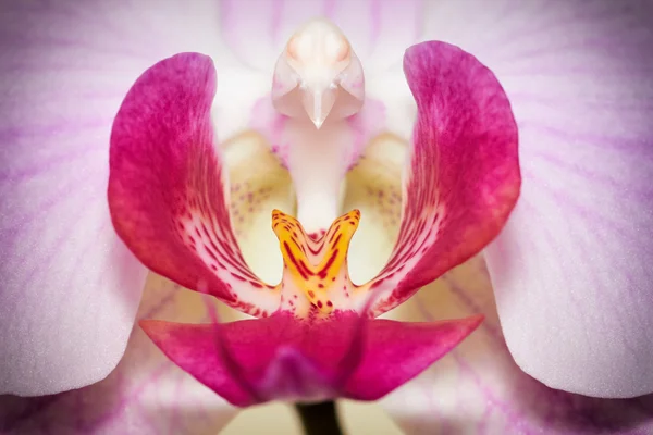 Colorful macro image of orchid — Stock Photo, Image