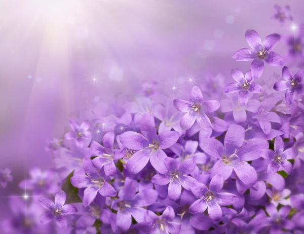 Floral bakgrund med vackra lila snödroppar — Stockfoto