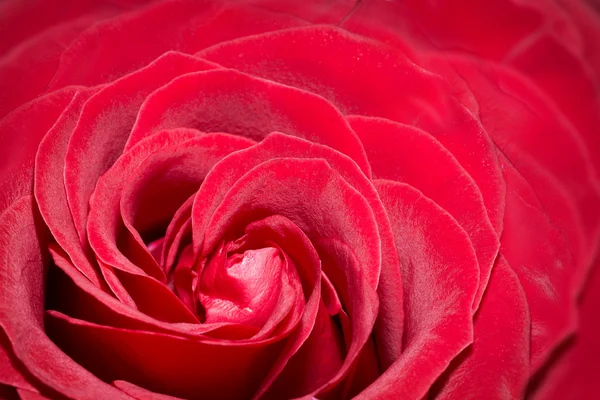Vista de cerca de la rosa roja — Foto de Stock