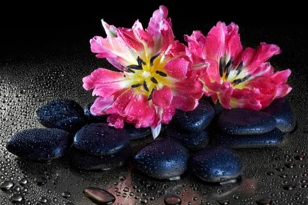 Piedras de spa y flores de tulipán con reflexión sobre negro —  Fotos de Stock