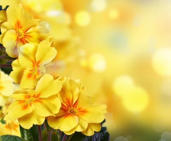 Flores amarelas em um fundo de natureza — Fotografia de Stock