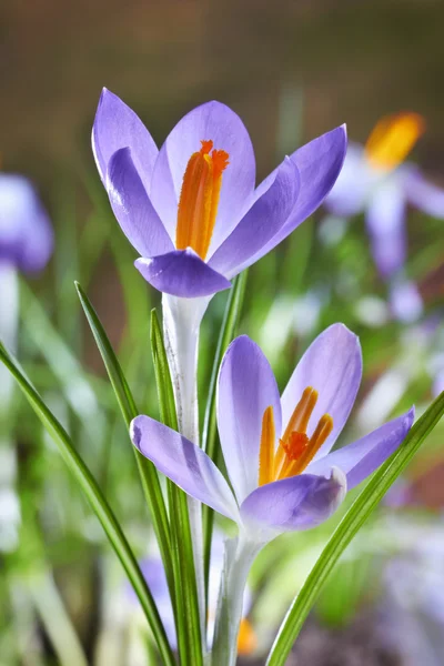 Las primeras flores de primavera, azafranes en un bosque —  Fotos de Stock