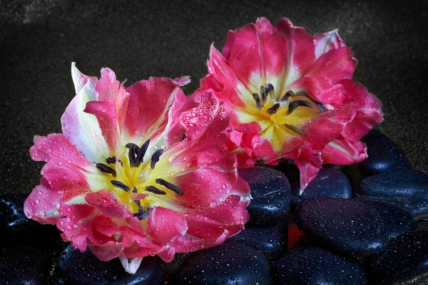 Pedras de spa e flores de tulipa com reflexão em preto — Fotografia de Stock