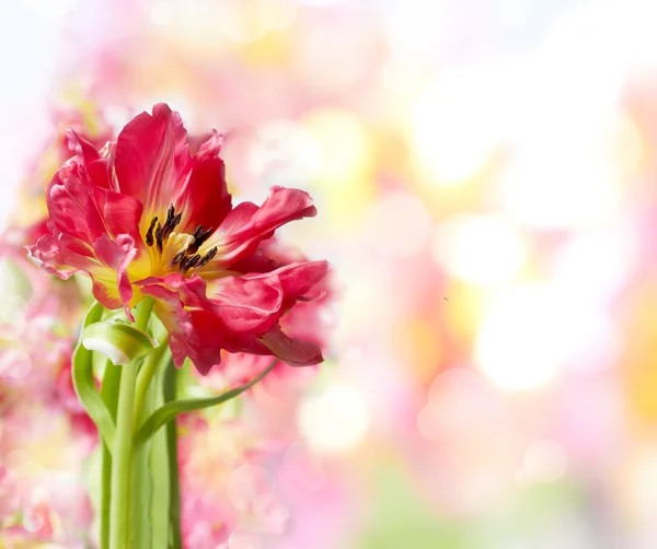 Red tulip against blur background — Stock Photo, Image