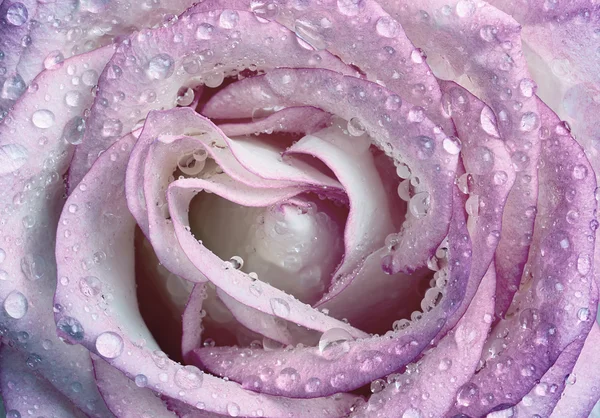 Красива мокра рожева троянда — стокове фото