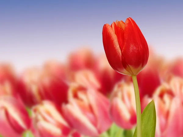 Na jaře červený Tulipán na kvetoucí pole — Stock fotografie