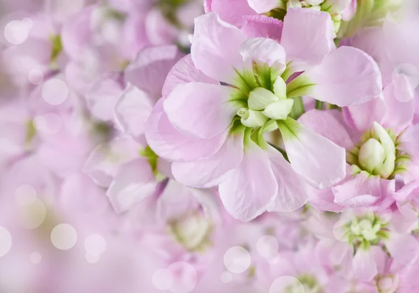 Vacker vår bakgrund med rosa blommor — Stockfoto
