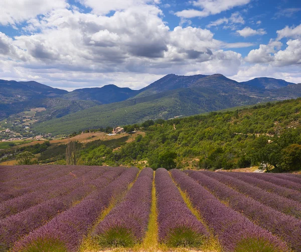 Levendula-Provence-ban — Stock Fotó