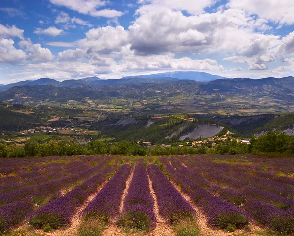 Montañas y campo de lavanda en Provenza — Foto de Stock