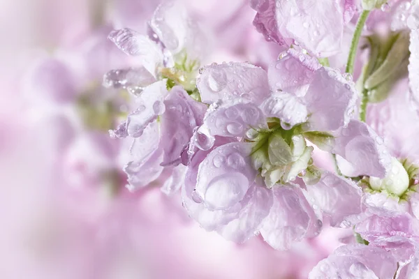 Bellissimo sfondo primavera con mazzo di fiori — Foto Stock