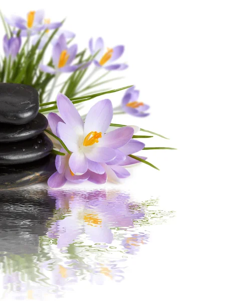 Paarse bloemen zwarte stenen op water — Stockfoto