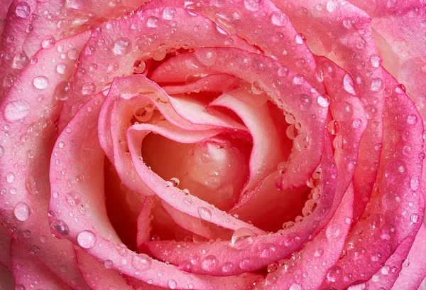 Widok z bliska piękne mokre róża różowy — Zdjęcie stockowe