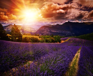 lavender field Summer sunset landscape  clipart