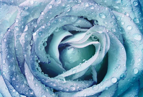 Beautiful wet blue rose — Stock Photo, Image