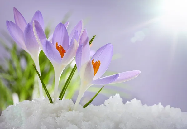 Las primeras flores de primavera, azafranes — Foto de Stock