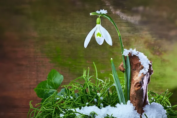 Flor de nieve —  Fotos de Stock