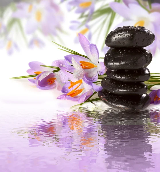 Fialové květy černé kameny na vodě — Stock fotografie