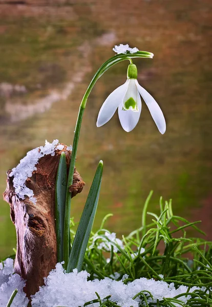 Jara sněženka květ — Stock fotografie