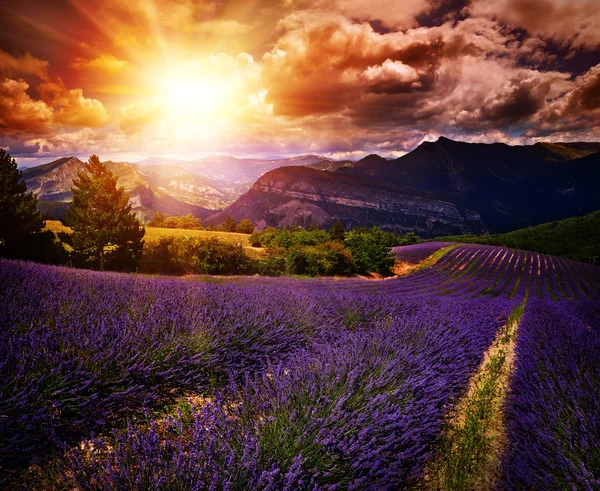 Lavendelfeld Sommer Sonnenuntergang Landschaft — Stockfoto