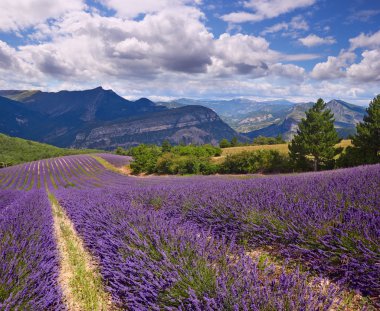 lavender field Summer landscape  clipart