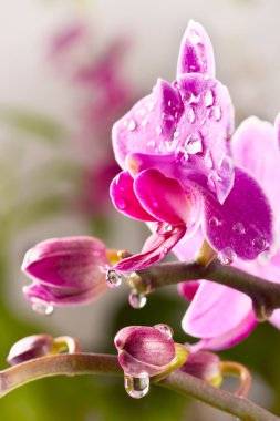 Güzel pembe orkide çiçeği 