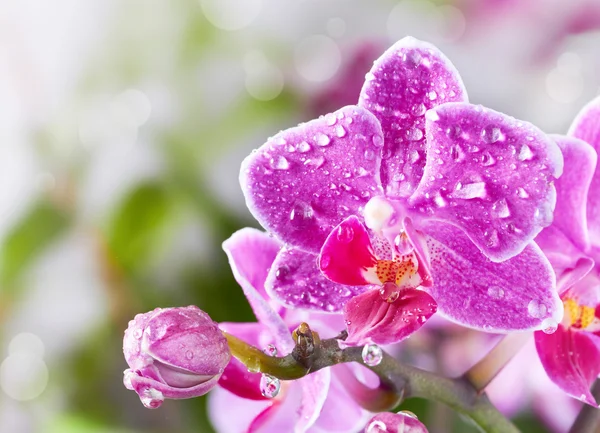 Hermosa flor de orquídea rosa — Foto de Stock