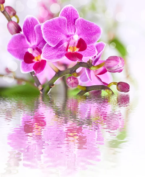 Hermoso fondo de flor de orquídea rosa reflejado en agua — Foto de Stock