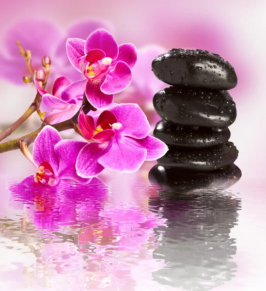 Beautiful gorgeous orchid and wet stones — Stock Photo, Image