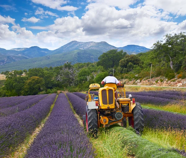 Cosecha de lavanda, Francia — Foto de Stock