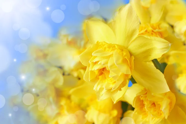 Spring floral border with narcissus flowers — Stock Photo, Image