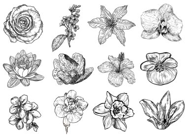 Vektör çizim çiçek (siyah ve beyaz)