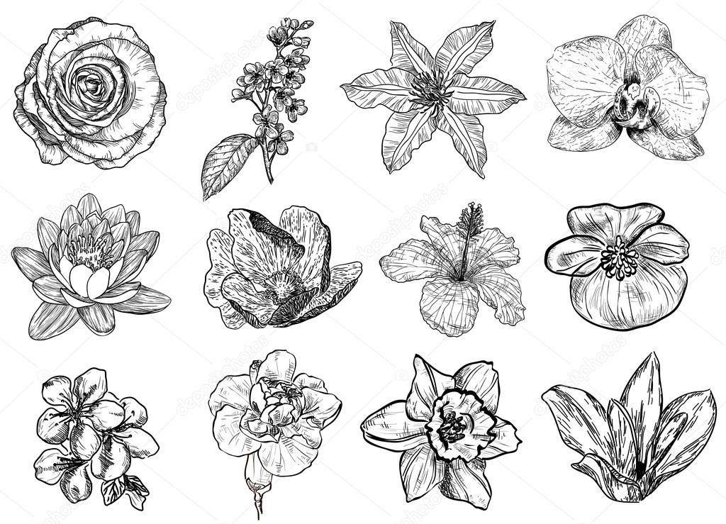 Vector illustration of flowers (black and white)