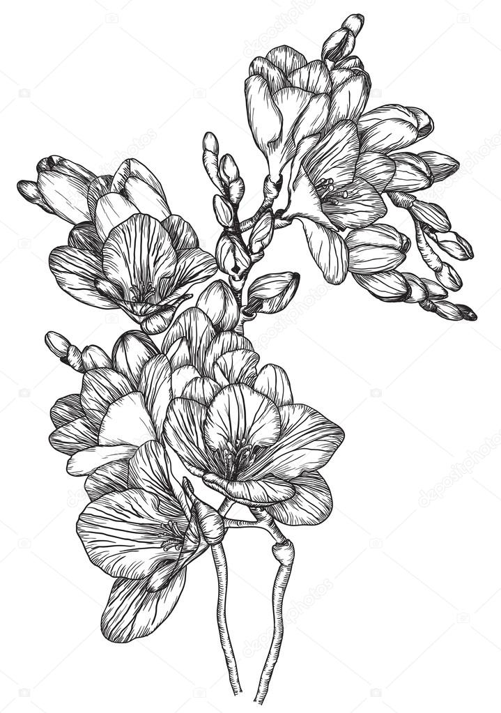 Black and white sketch of Beautiful spring freesias